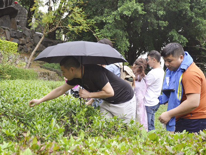 厦门哪里学茶道