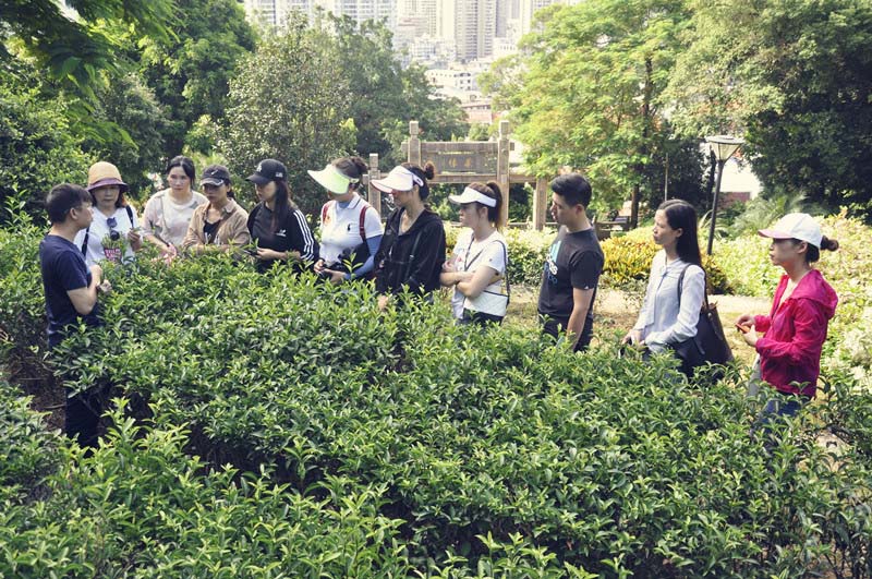 想学茶道要什么条件